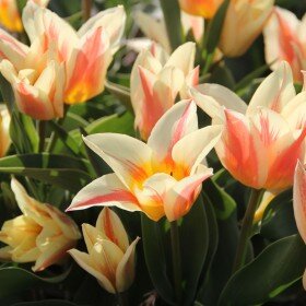 Tulipa Quebec