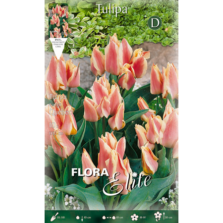 Tulipa Quebec