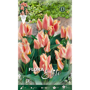 Tulipa Quebec