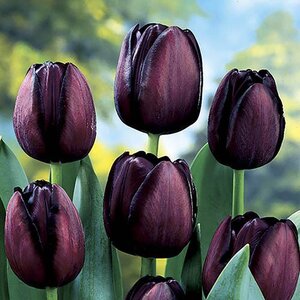 Tulipa Queen of the Night