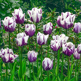 Tulipa Rembrandt Flaming Flag