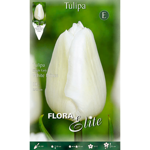 Tulipa Single Early White Prince