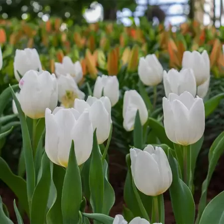 Tulipa Single Early White Prince