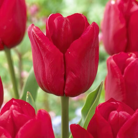 Tulipa Triumph Ile de France