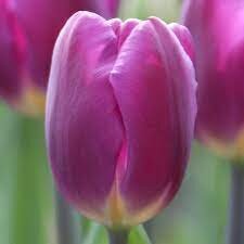 Tulipa Triumph Purple Flag