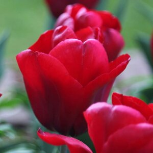 Tulipa Triumph Seadov