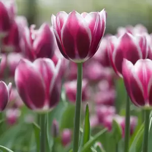 Tulipa Triumph Synaeda Blue