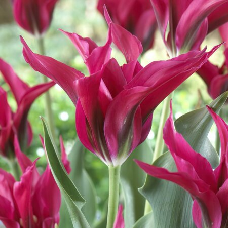 Tulipa Viridiflora Dolls Minuet