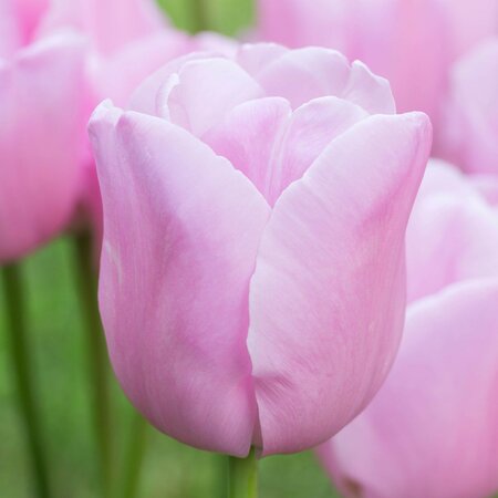 Tulips Pink XXL 10 sets