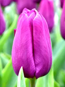 Tulips Purple XXL 10 sets