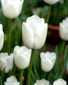 Tulips White XXL 10 bulbs