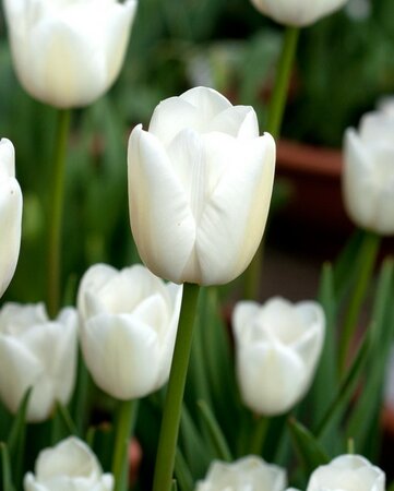 Tulips White XXL 10 sets