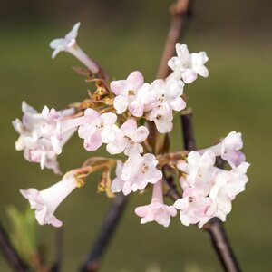 Viburnum bod. Charles Lamont