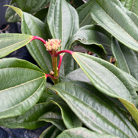 Viburnum davidii