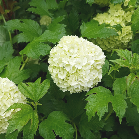 Viburnum opulus Roseum Snowball Tree