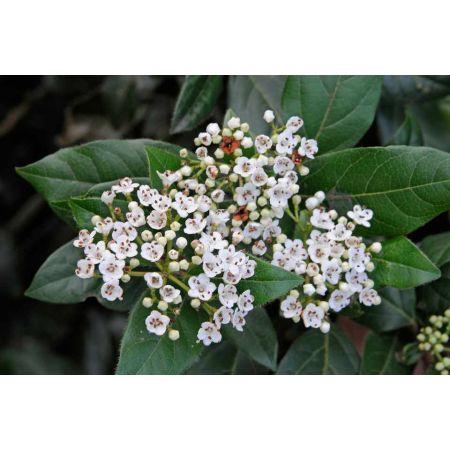 Viburnum tinus