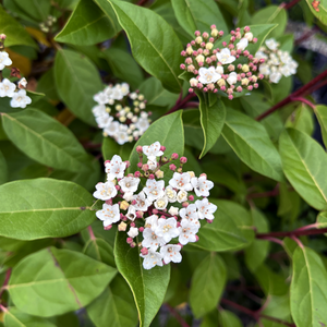 Viburnum tinus Eve price