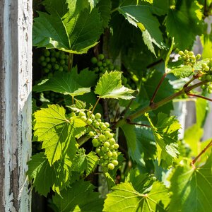 Vitis vinifera Nero Black Grape