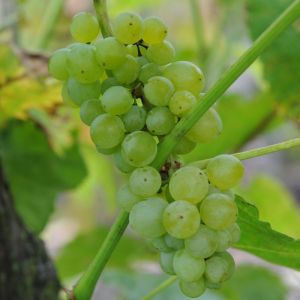 Vitis vinifera Sultanina White Eating Grape