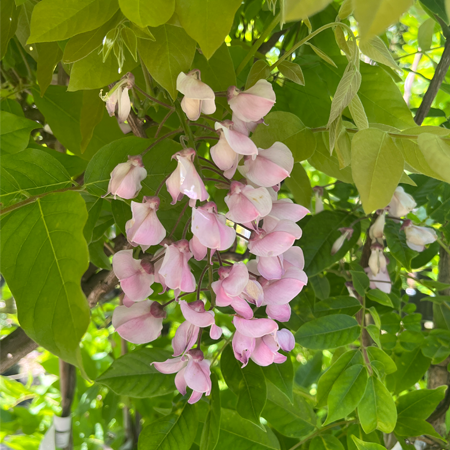 Wisteria brachybotrys Showa Beni