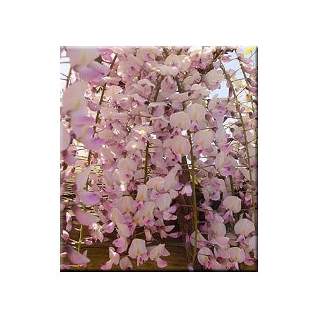 Wisteria floribunda Rosea