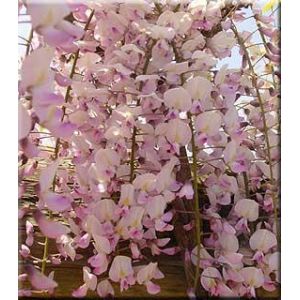 Wisteria floribunda Rosea