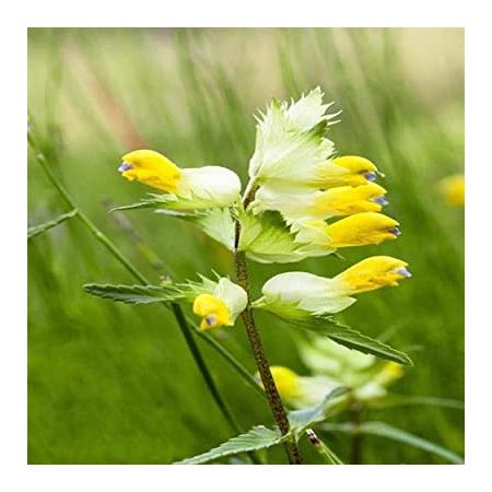 Yellow Rattle Seeds