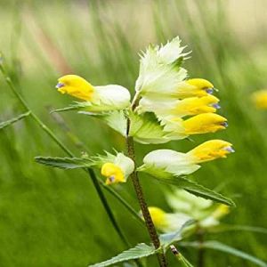 Yellow Rattle Seeds